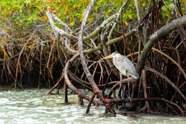 Quelle est la meilleure méthode pour restaurer les habitats de mangroves dégradés par l'urbanisation ?